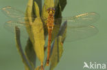 Eurasian red dragonfly (Sympetrum depressiusculum)