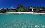 Kepulauan Wakatobi National Park