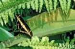 King Swallowtail (Papilio thoas)