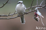 Klapekster (Lanius excubitor) 