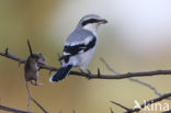 Great Grey Shrike (Lanius excubitor)