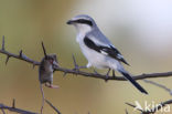 Great Grey Shrike (Lanius excubitor)