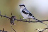 Klapekster (Lanius excubitor) 