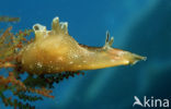 kleine gepunte zeehaas (Aplysia rosea)