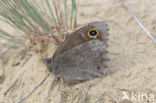 Kleine heivlinder (Hipparchia statilinus) 