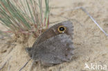 Kleine heivlinder (Hipparchia statilinus) 