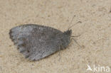 Tree Grayling (Hipparchia statilinus)