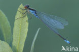 Kleine Roodoogjuffer (Erythromma viridulum)