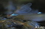 Small Red-eyed damselfly (Erythromma viridulum)