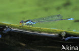 Small Red-eyed damselfly (Erythromma viridulum)