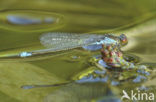 Small Red-eyed damselfly (Erythromma viridulum)