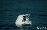 Kleine zwaan (Cygnus bewickii)