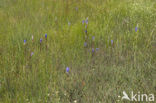 Klokjesgentiaan (Gentiana pneumonanthe) 