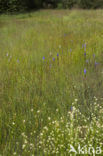 Klokjesgentiaan (Gentiana pneumonanthe) 