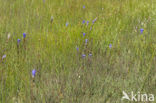 Klokjesgentiaan (Gentiana pneumonanthe) 