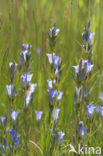 Klokjesgentiaan (Gentiana pneumonanthe) 