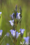 Klokjesgentiaan (Gentiana pneumonanthe) 