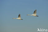 Mute Swan (Cygnus olor)