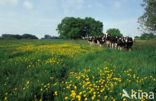 Cow (Bos domesticus)