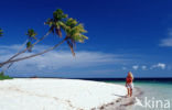 Coconut Palm (Cocos nucifera)