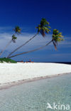 Coconut Palm (Cocos nucifera)