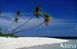 Coconut Palm (Cocos nucifera)