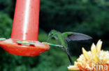 Coppery-headed Emerald (Elvira cupreiceps)