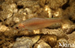 Kopvoorn (Squalius cephalus) 