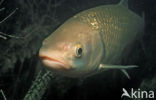 European Chub (Squalius cephalus)