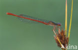 Koraaljuffer (Ceriagrion tenellum)