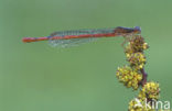 Koraaljuffer (Ceriagrion tenellum)