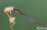 Koraaljuffer (Ceriagrion tenellum)