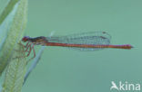 Koraaljuffer (Ceriagrion tenellum)