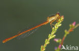 Small Red Damselfly (Ceriagrion tenellum)
