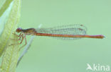Koraaljuffer (Ceriagrion tenellum)