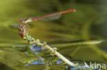 Small Red Damselfly (Ceriagrion tenellum)