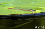 Koraaljuffer (Ceriagrion tenellum)