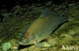 Kroeskarper (Carassius carassius) 