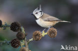 Kuifmees (Parus cristatus)