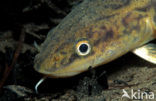 Burbot (Lota lota)