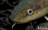 Burbot (Lota lota)