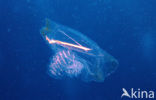 Comb jelly