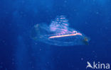 Comb jelly