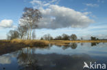 Landschotse Heide