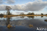 Landschotse Heide