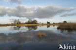 Landschotse Heide