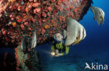 Longfin batfish (Platax teira)