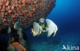 Longfin batfish (Platax teira)