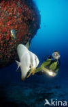 Longfin batfish (Platax teira)