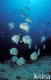 Longfin batfish (Platax teira)